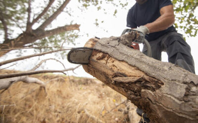 Emergency Tree Removal Services in Toronto: Why Spring Is a High-Risk Season