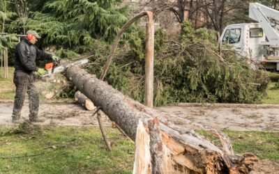 Is That Tree Safe? Signs You Need Tree Removal Before Spring in Richmond Hill