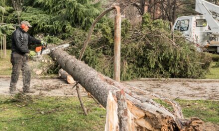 Is That Tree Safe? Signs You Need Tree Removal Before Spring in Richmond Hill