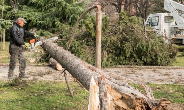 Is That Tree Safe? Signs You Need Tree Removal Before Spring in Richmond Hill