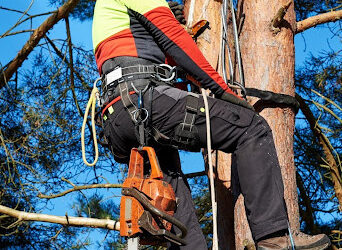 When Is Tree Cabling & Bracing Necessary in Etobicoke?