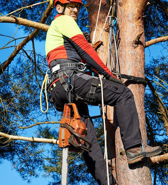 When Is Tree Cabling & Bracing Necessary in Etobicoke?