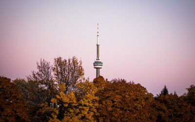 Do I Need a Permit to Remove a Tree in Toronto?