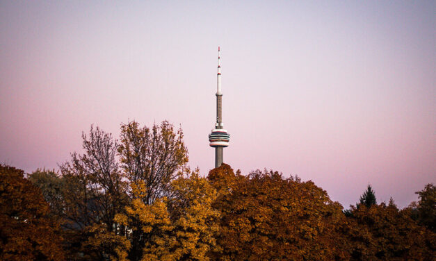 Do I Need a Permit to Remove a Tree in Toronto?