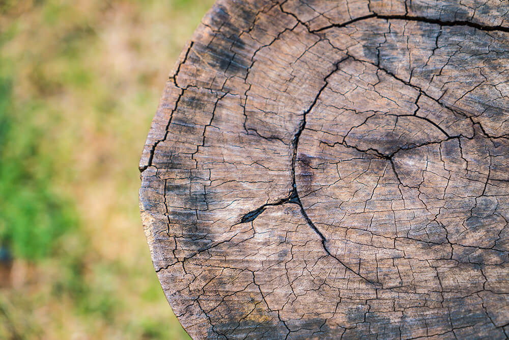 Stop Unwanted Tree Regrowth