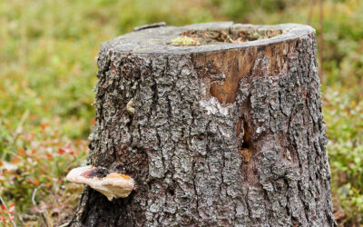 Why Removing Old Stumps Improves Your Landscape