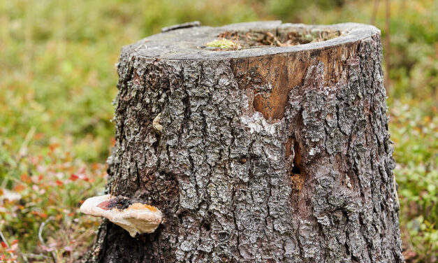 Why Removing Old Stumps Improves Your Landscape