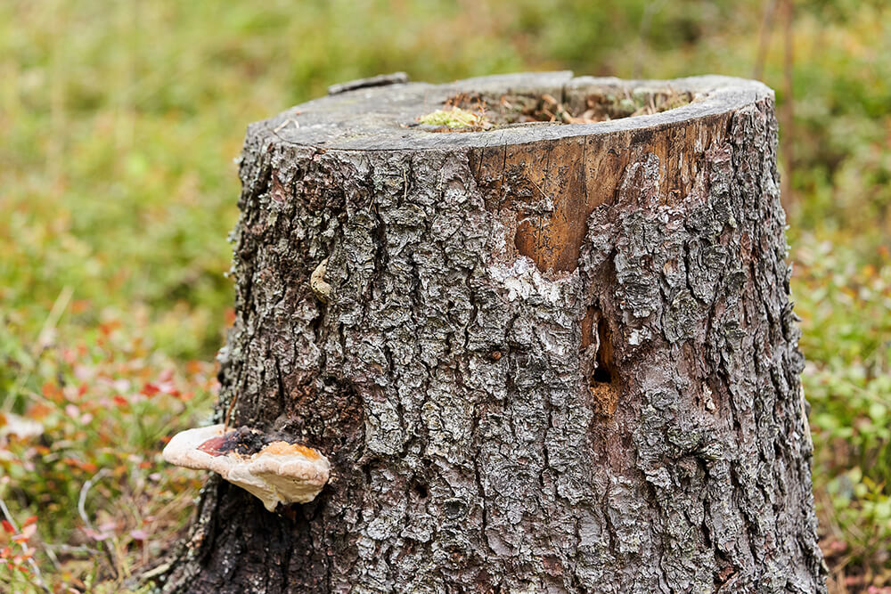 Broken tree branch showing structural damage, a common safety hazard in Markham Ontario.