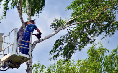 Tree Trimming in The Beaches: How Summer Pruning Improves Tree Health