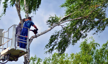 Tree Trimming in The Beaches: How Summer Pruning Improves Tree Health