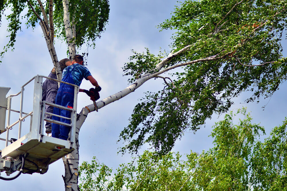 Tree Trimming in The Beaches - How Summer Pruning Improves Tree Health