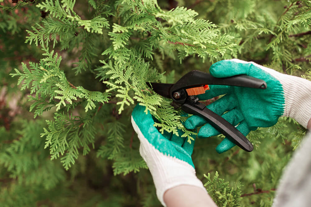 Benefits of Summer Tree Trimming in The Beaches