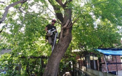 When Should You Remove a Tree in Mississauga? Warning Signs Homeowners Ignore