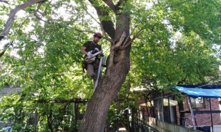 When Should You Remove a Tree in Mississauga? Warning Signs Homeowners Ignore
