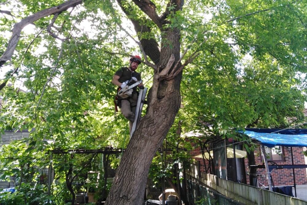 When Should I Remove a Tree in Mississauga
