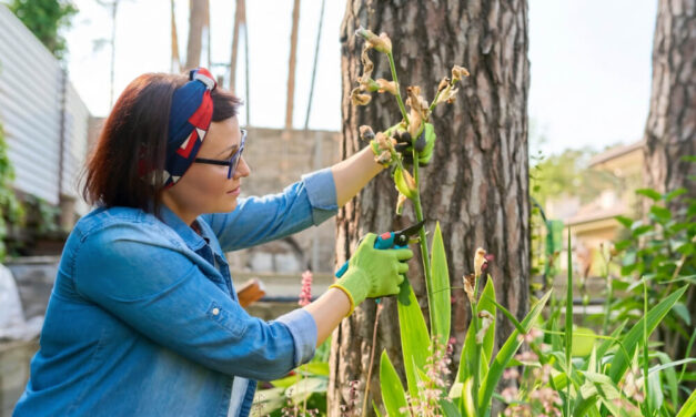 Tree Pruning Mistakes to Avoid This Summer in Richmond Hill