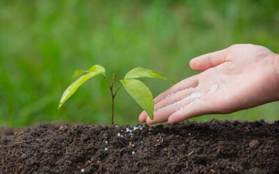 Summer Tree Fertilization: Is It Necessary and How to Do It Safely in North York?