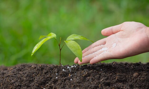 Summer Tree Fertilization: Is It Necessary and How to Do It Safely in North York?