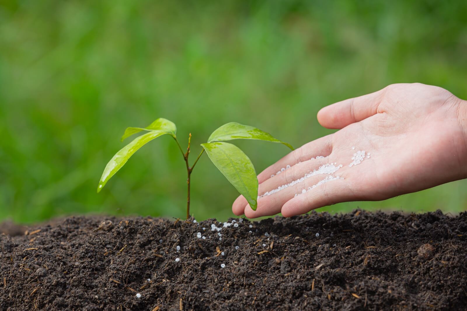 common pruning mistakes