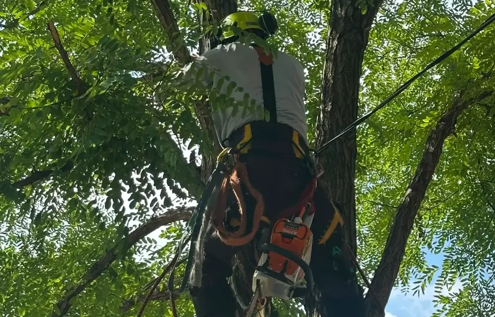 Why Fall Is the Best Time for Tree Pruning in Markham
