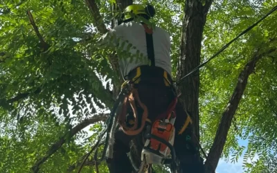 Why Fall Is the Best Time for Tree Pruning in Markham