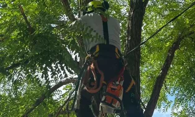 Why Fall Is the Best Time for Tree Pruning in Markham