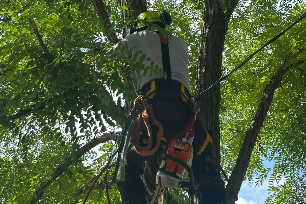 Why Fall Is the Best Time for Tree Pruning in Markham