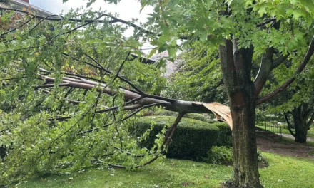24/7 Tree Emergency Services in Richmond Hill: Fast and Reliable Response by Castor Tree Care