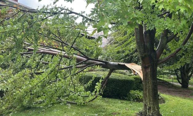 24/7 Tree Emergency Services in Richmond Hill: Fast and Reliable Response by Castor Tree Care