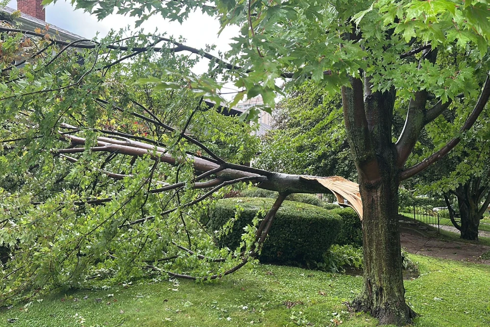 Why Fall Is the Best Time for Tree Pruning in Markham
