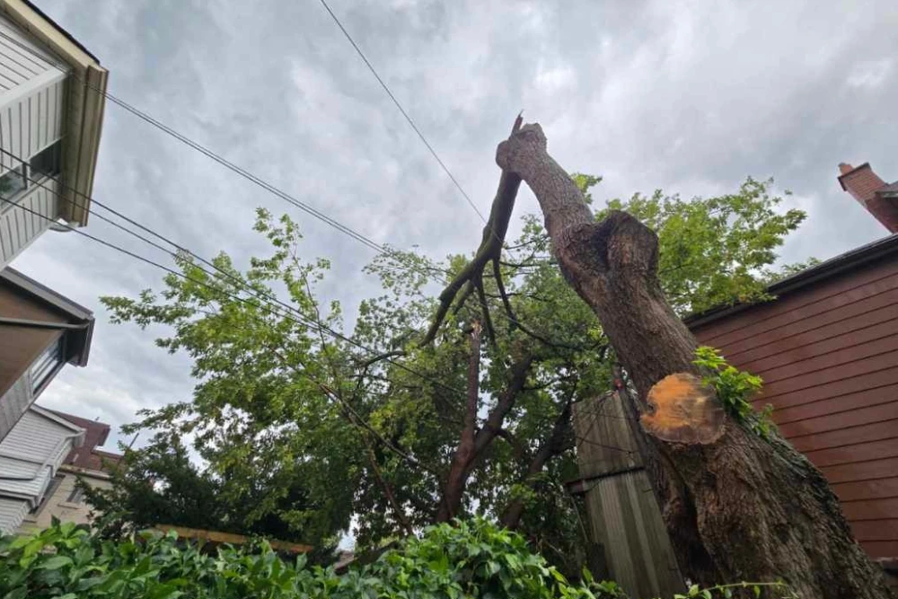 What to Do During a Tree Emergency