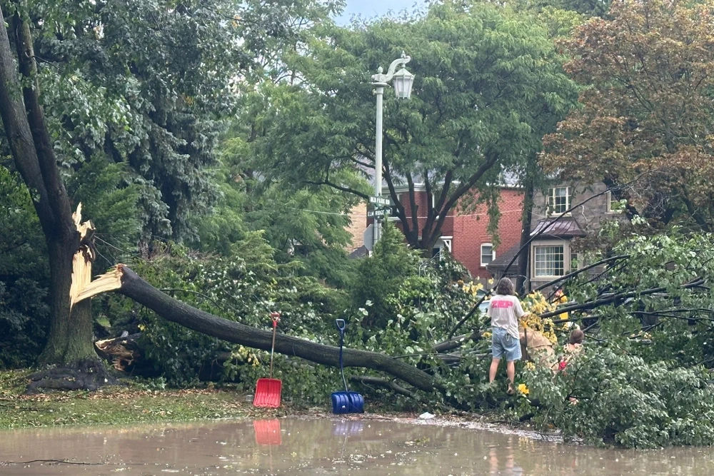 Why Fast Emergency Tree Response Matters